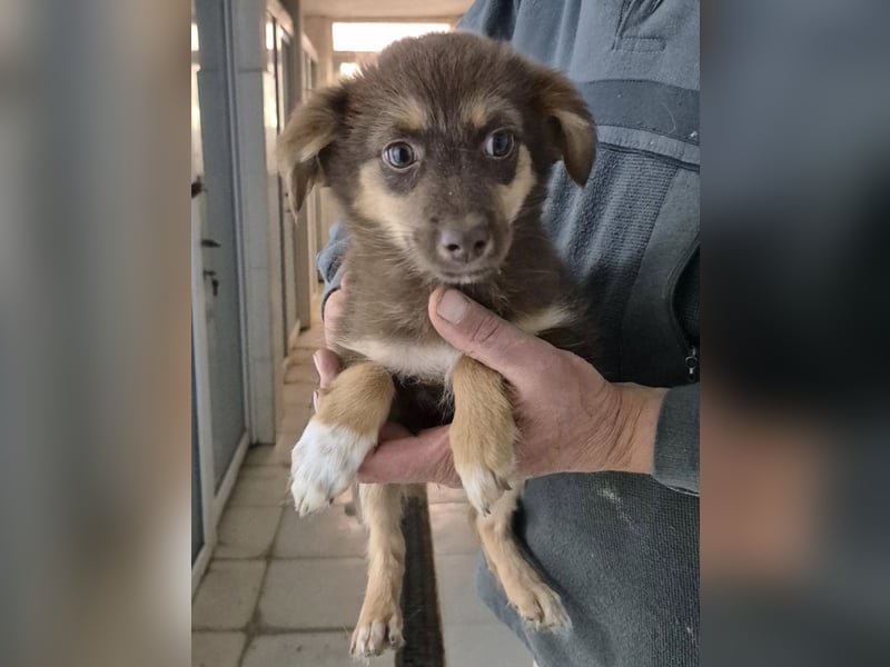 Ronja - freundliches, offenes Welpenmädchen