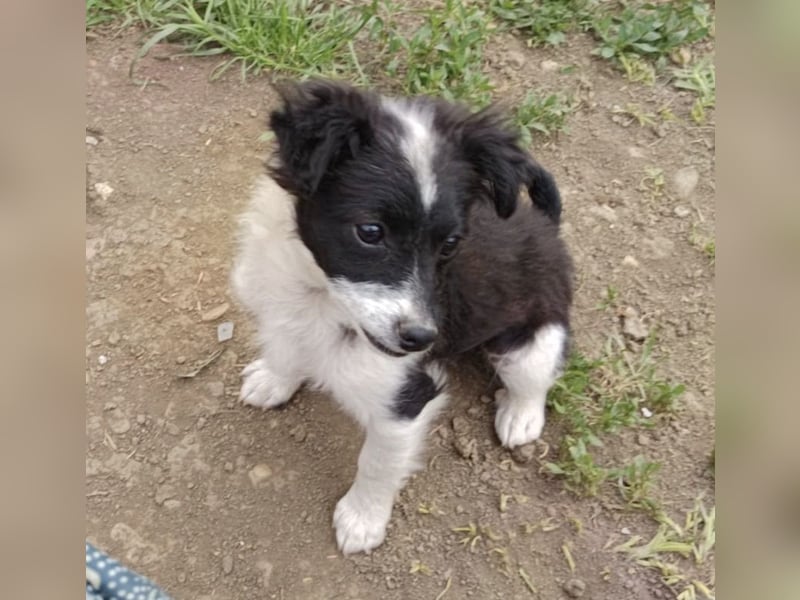 Molly - liebevoll und immer vorne dabei