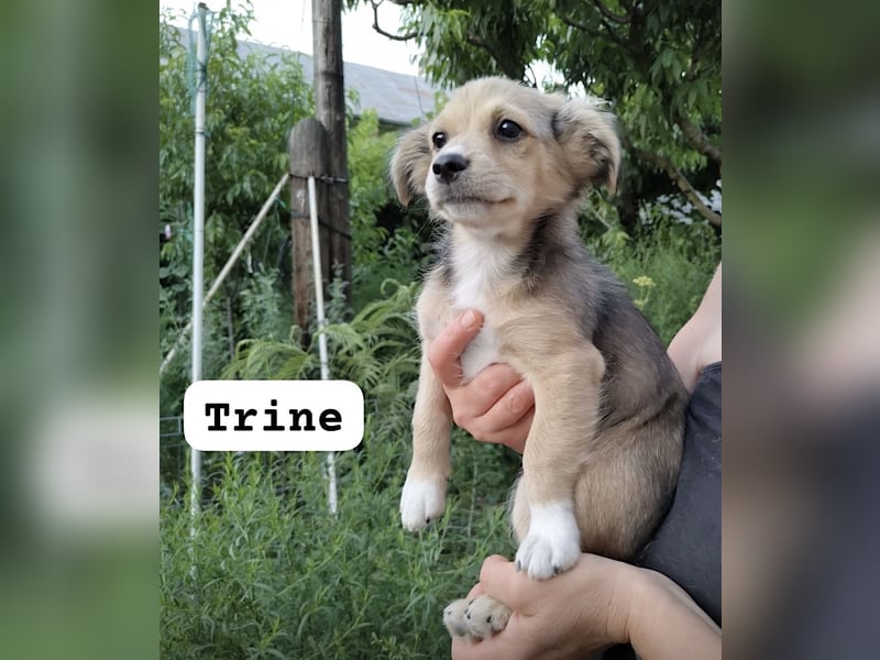 Trine - lieb, verträglich und verspielt