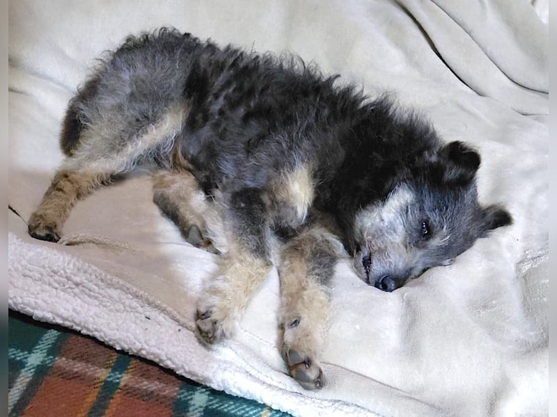 Arthur - sanfter und freundlicher Hund