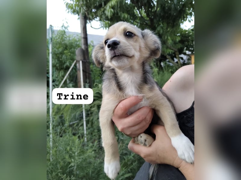 Trine - lieb, verträglich und verspielt