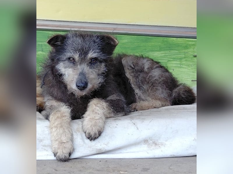 Arthur - sanfter und freundlicher Hund