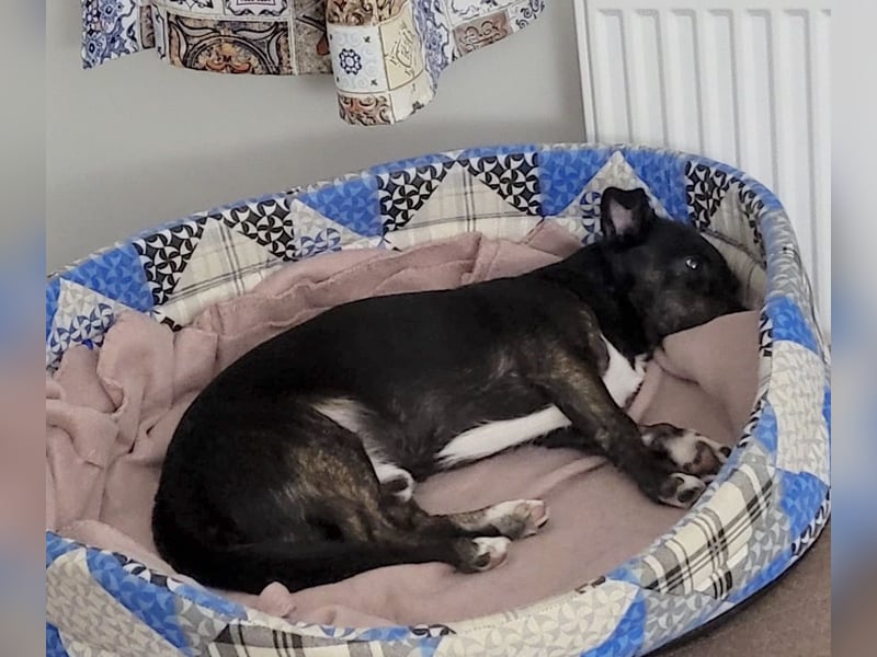 NOTFALL ! - Pixi verliert unverschuldet sein Zuhause!