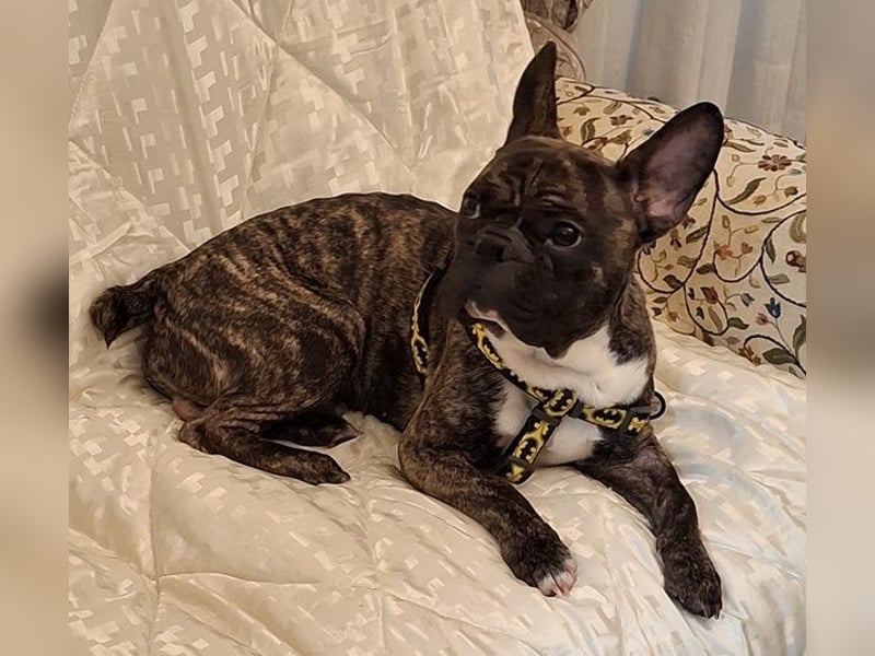 Bruno-Franz, geb. ca. 02/2024, lebt in GRIECHENLAND, auf einer privaten Pflegestelle