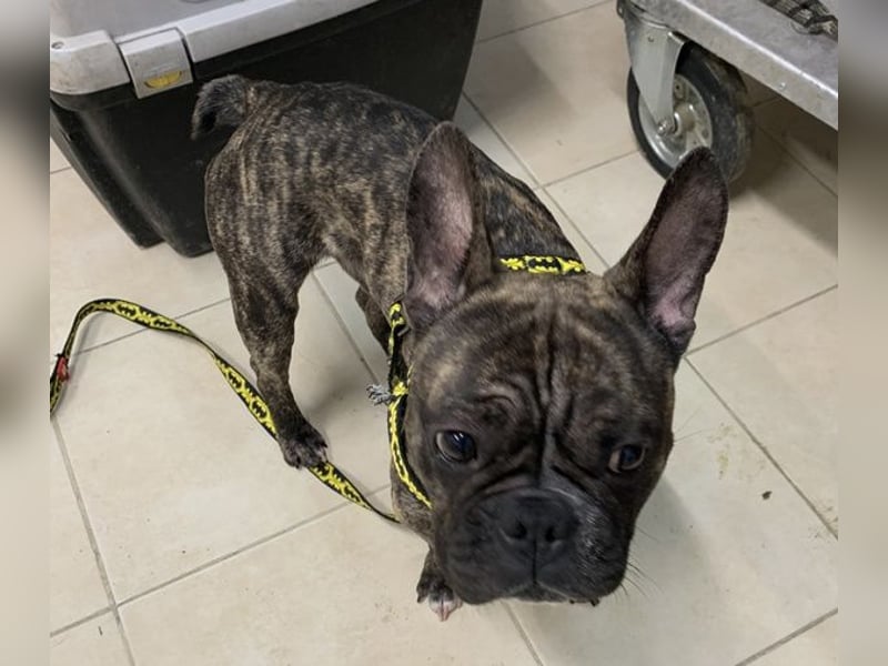 Bruno-Franz, geb. ca. 02/2024, lebt in GRIECHENLAND, auf einer privaten Pflegestelle