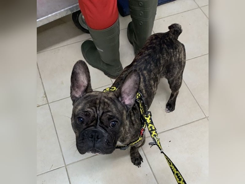 Bruno-Franz, geb. ca. 02/2024, lebt in GRIECHENLAND, auf einer privaten Pflegestelle