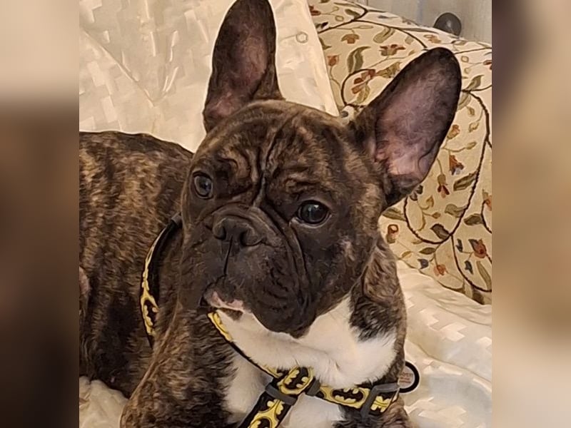 Bruno-Franz, geb. ca. 02/2024, lebt in GRIECHENLAND, auf einer privaten Pflegestelle