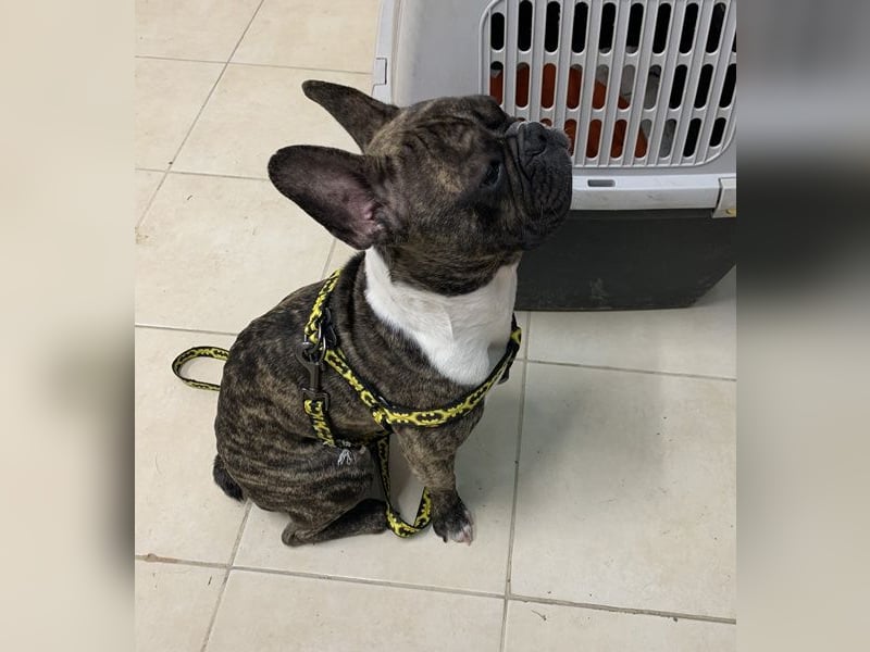 Bruno-Franz, geb. ca. 02/2024, lebt in GRIECHENLAND, auf einer privaten Pflegestelle