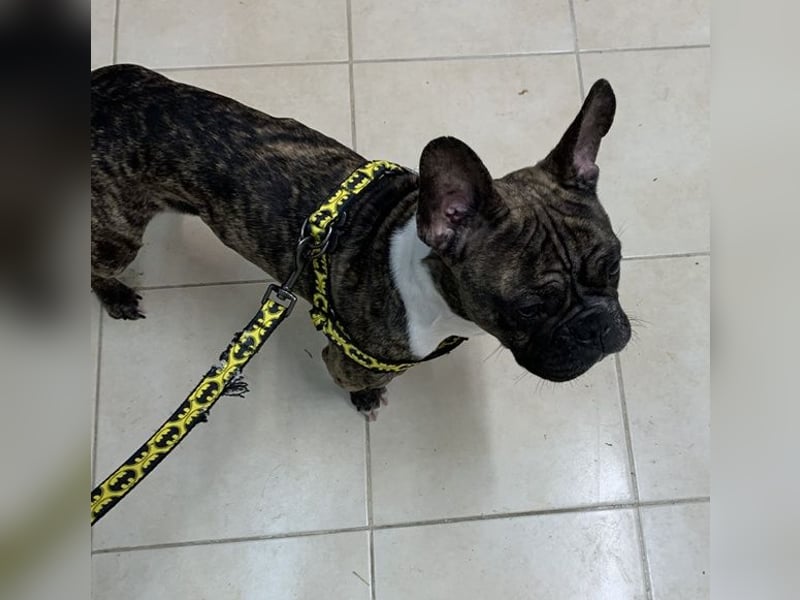 Bruno-Franz, geb. ca. 02/2024, lebt in GRIECHENLAND, auf einer privaten Pflegestelle