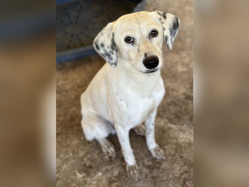 Evander, geb. ca. 10/2024, lebt in GRIECHENLAND, auf einer privaten Pflegestelle