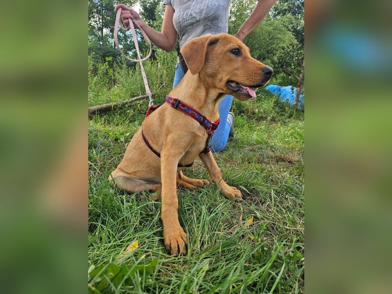 RESERVIERT! Junge, fröhliche & lernwillige Goldie sucht Familie!