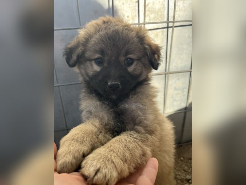 Beppel, geb. ca. 09/2025, lebt in GRIECHENLAND, auf einer privaten Pflegestelle