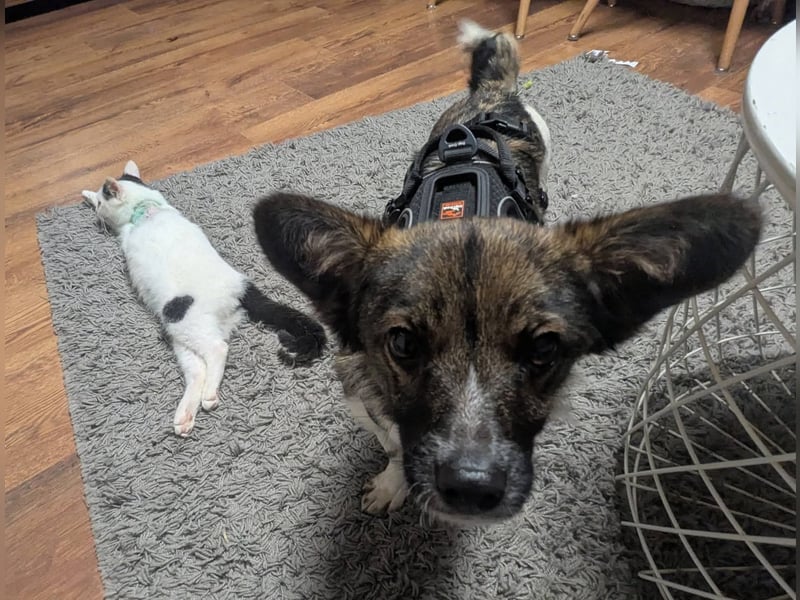 Kleine Nusha sucht liebevolles Zuhause