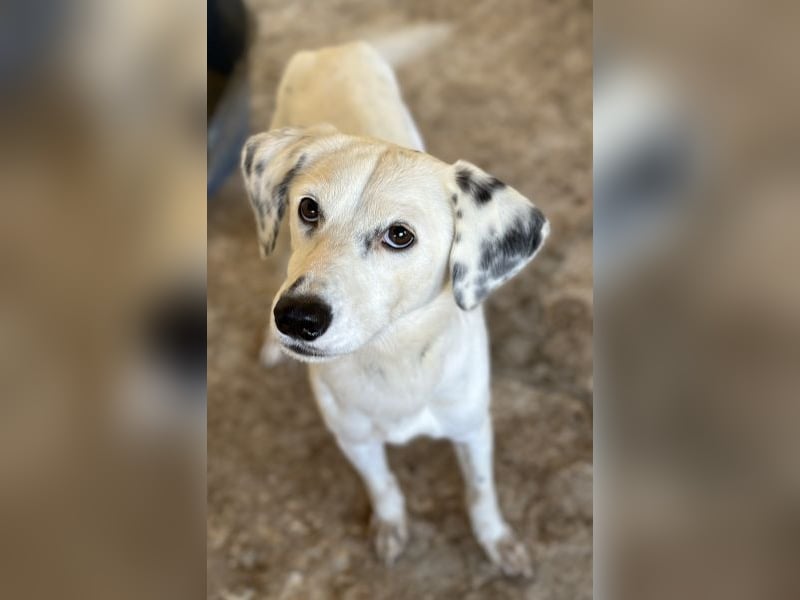 Evander, geb. ca. 10/2024, lebt in GRIECHENLAND, auf einer privaten Pflegestelle