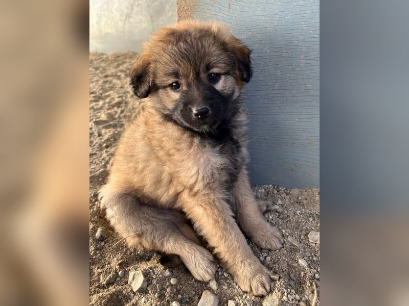 Beppel, geb. ca. 09/2025, lebt in GRIECHENLAND, auf einer privaten Pflegestelle