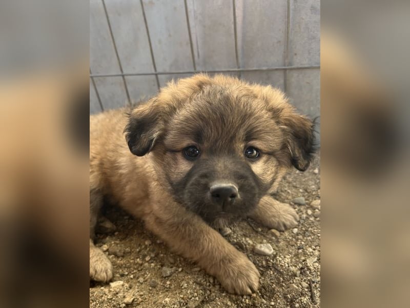 Beppel, geb. ca. 09/2025, lebt in GRIECHENLAND, auf einer privaten Pflegestelle