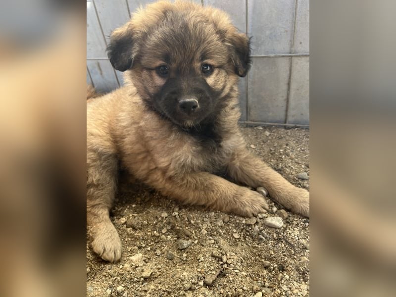 Beppel, geb. ca. 09/2025, lebt in GRIECHENLAND, auf einer privaten Pflegestelle