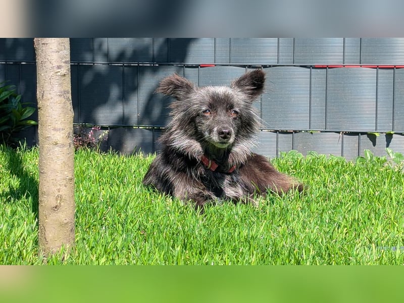 Süße Heidi(10 J/ 29 cm/6 kg) sucht liebevolles Zuhause