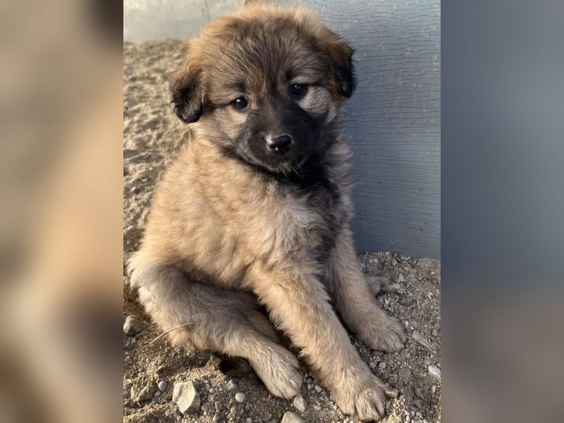 Beppel, geb. ca. 09/2025, lebt in GRIECHENLAND, auf einer privaten Pflegestelle