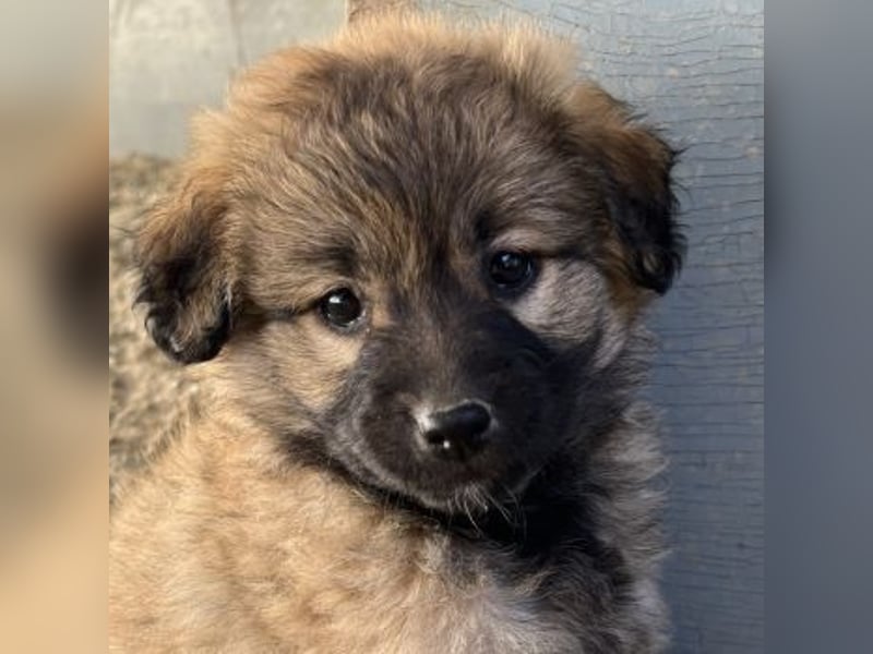 Beppel, geb. ca. 09/2025, lebt in GRIECHENLAND, auf einer privaten Pflegestelle