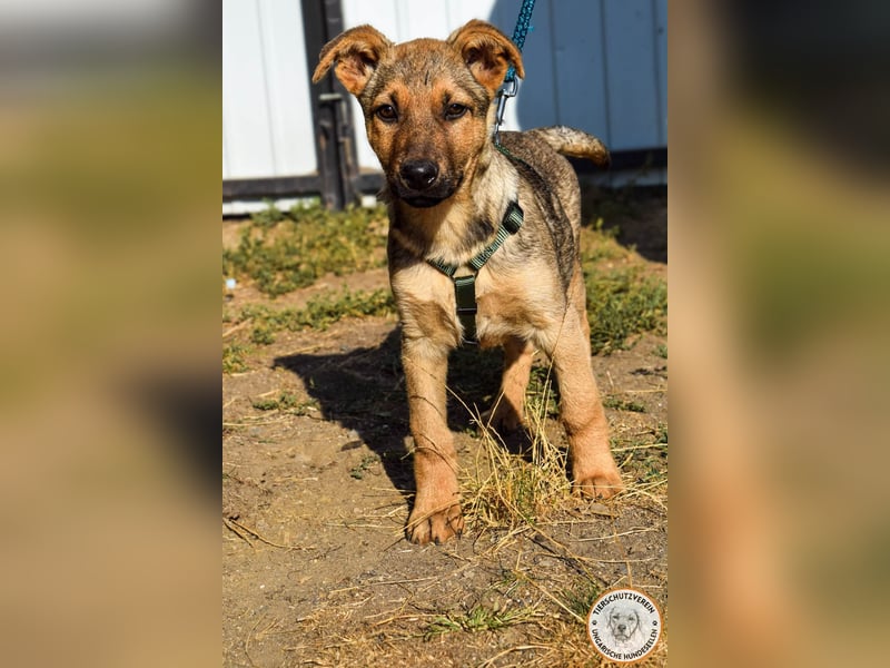 Sesam – sozialer Kerl mit besten Familienhund-Qualitäten