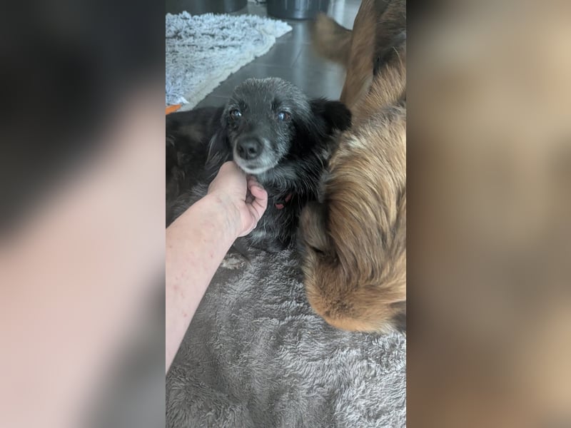 Süße Heidi(10 J/ 29 cm/6 kg) sucht liebevolles Zuhause
