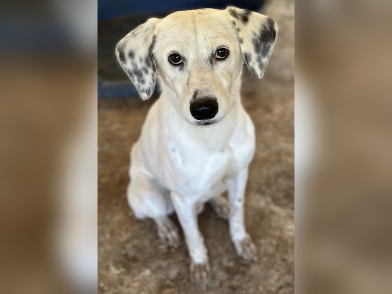 Evander, geb. ca. 10/2024, lebt in GRIECHENLAND, auf einer privaten Pflegestelle