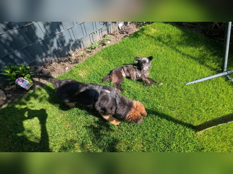 Süße Heidi(10 J/ 29 cm/6 kg) sucht liebevolles Zuhause