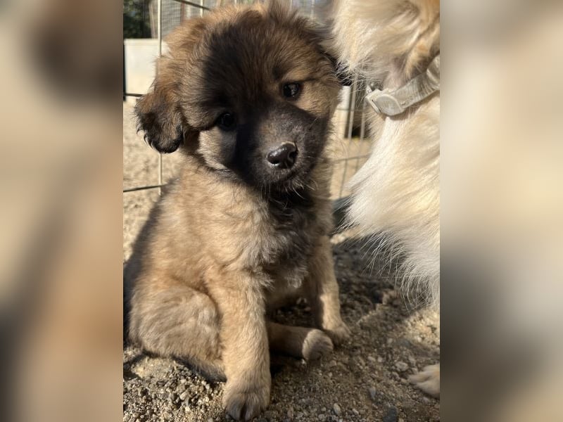 Beppel, geb. ca. 09/2025, lebt in GRIECHENLAND, auf einer privaten Pflegestelle