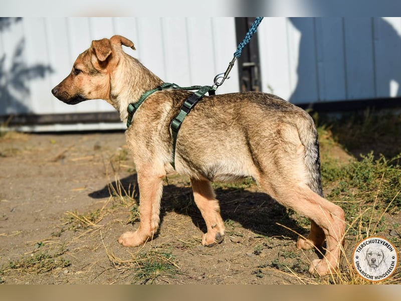 Sesam – sozialer Kerl mit besten Familienhund-Qualitäten