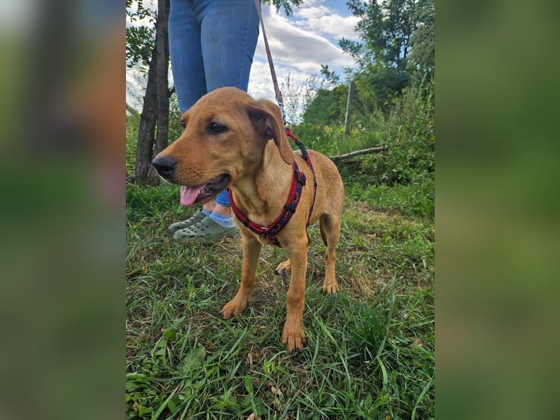 RESERVIERT! Junge, fröhliche & lernwillige Goldie sucht Familie!