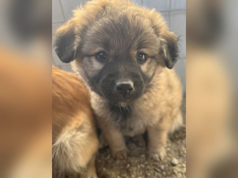 Beppel, geb. ca. 09/2025, lebt in GRIECHENLAND, auf einer privaten Pflegestelle