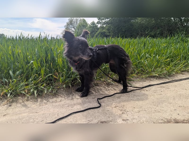 Süße Heidi(10 J/ 29 cm/6 kg) sucht liebevolles Zuhause