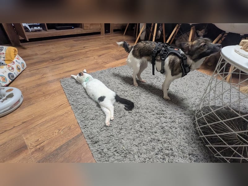 Kleine Nusha sucht liebevolles Zuhause