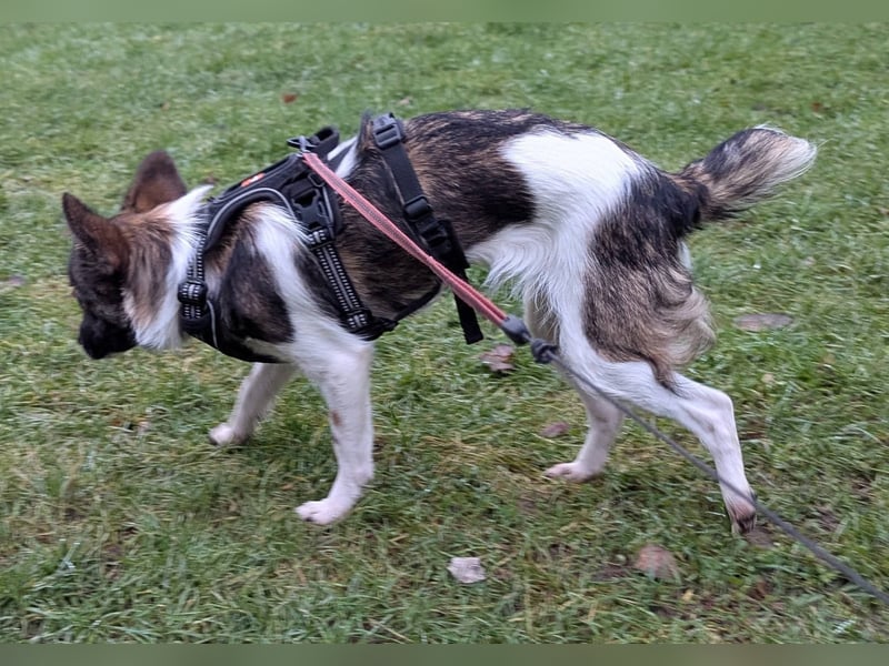 Kleine Nusha sucht liebevolles Zuhause