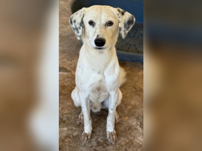 Evander, geb. ca. 10/2024, lebt in GRIECHENLAND, auf einer privaten Pflegestelle