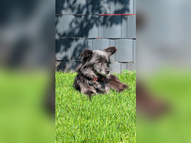 Süße Heidi(10 J/ 29 cm/6 kg) sucht liebevolles Zuhause