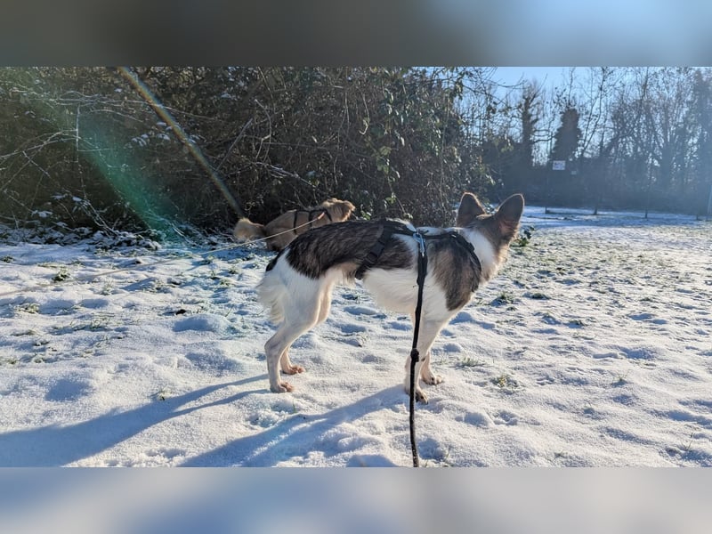 Kleine Nusha sucht liebevolles Zuhause