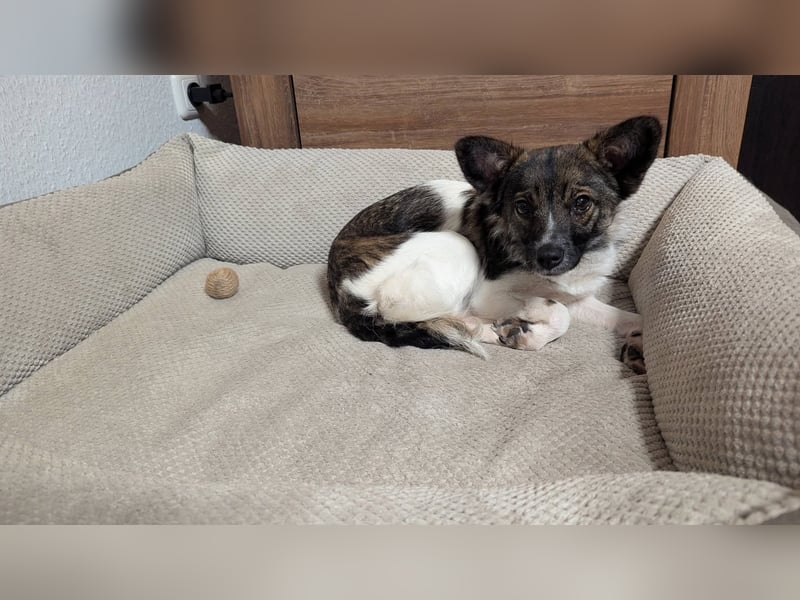 Kleine Nusha sucht liebevolles Zuhause