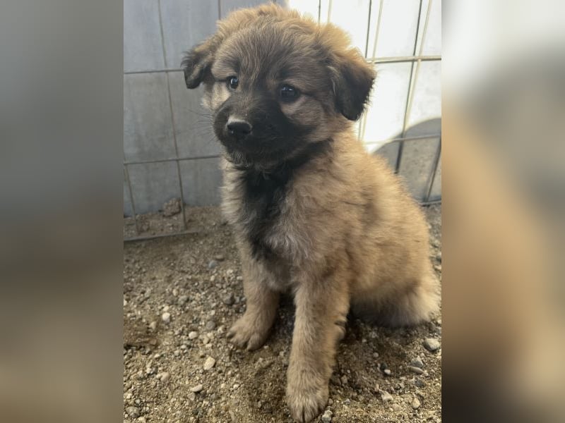 Beppel, geb. ca. 09/2025, lebt in GRIECHENLAND, auf einer privaten Pflegestelle