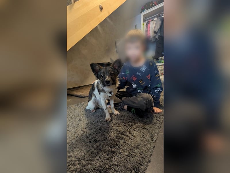 Kleine Nusha sucht liebevolles Zuhause