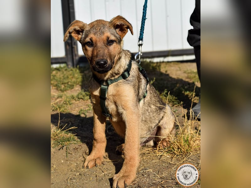 Sesam – sozialer Kerl mit besten Familienhund-Qualitäten