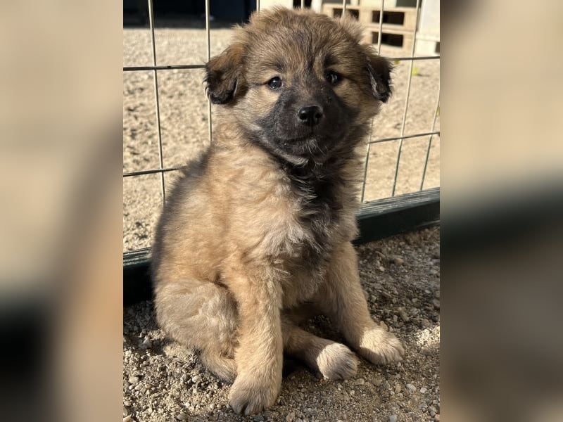 Beppel, geb. ca. 09/2025, lebt in GRIECHENLAND, auf einer privaten Pflegestelle