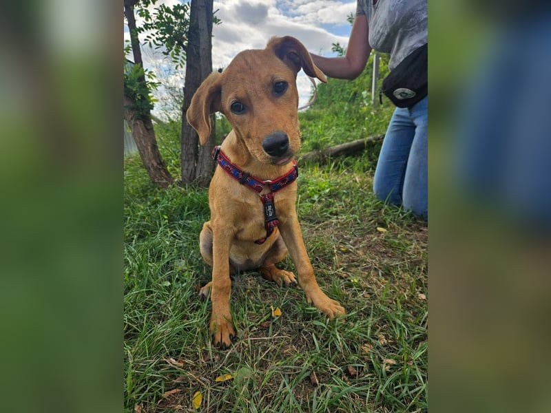 RESERVIERT! Junge, fröhliche & lernwillige Goldie sucht Familie!