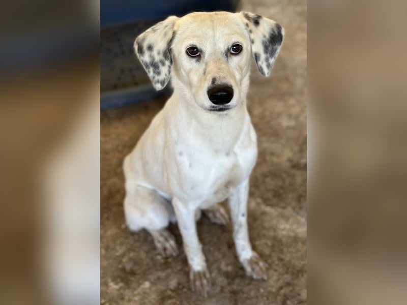 Evander, geb. ca. 10/2024, lebt in GRIECHENLAND, auf einer privaten Pflegestelle