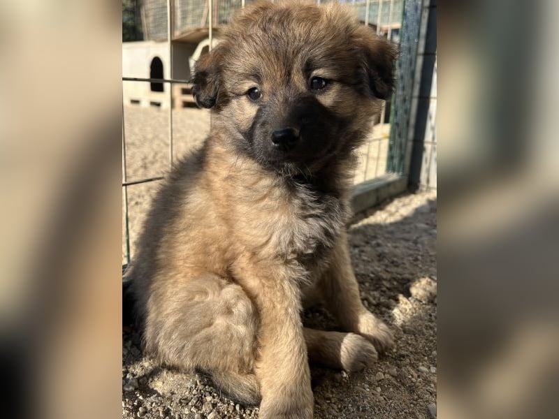 Beppel, geb. ca. 09/2025, lebt in GRIECHENLAND, auf einer privaten Pflegestelle