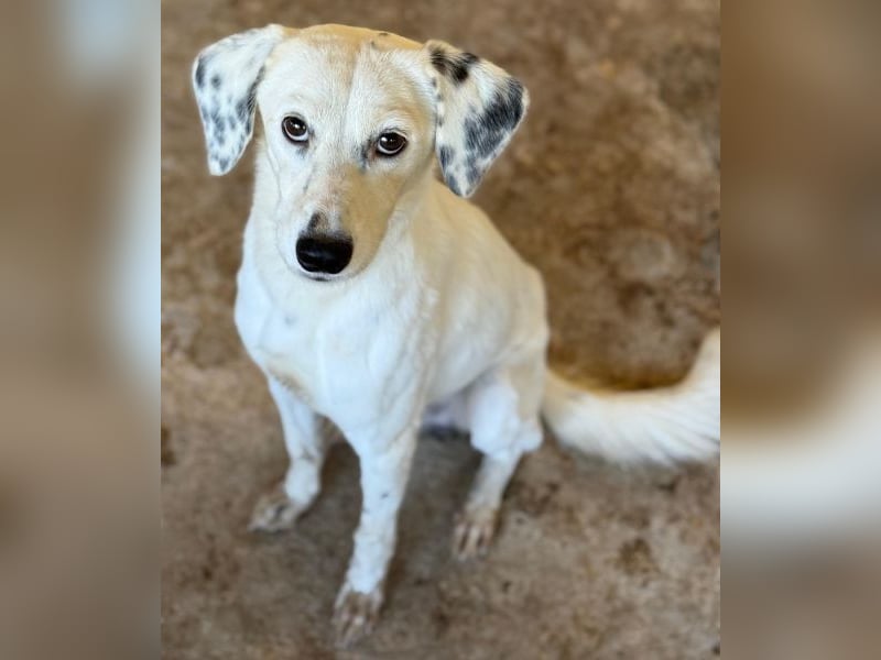 Evander, geb. ca. 10/2024, lebt in GRIECHENLAND, auf einer privaten Pflegestelle