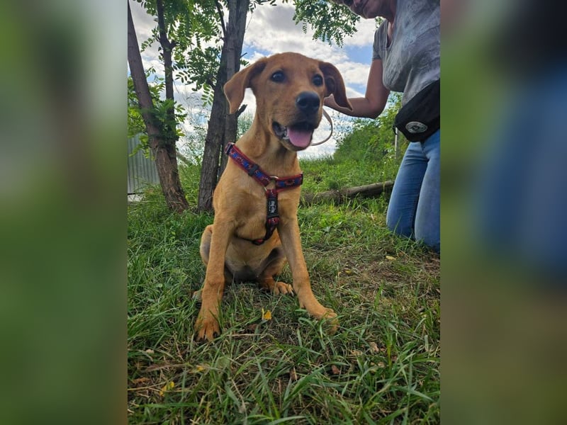 RESERVIERT! Junge, fröhliche & lernwillige Goldie sucht Familie!