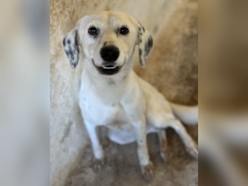 Evander, geb. ca. 10/2024, lebt in GRIECHENLAND, auf einer privaten Pflegestelle