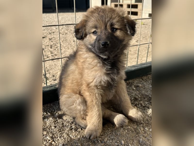 Beppel, geb. ca. 09/2025, lebt in GRIECHENLAND, auf einer privaten Pflegestelle